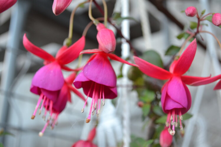 №55  Фуксия Pink Fizz  