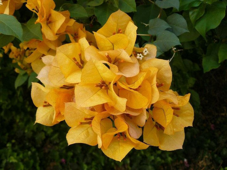 Бугенвиллия Black India yellow