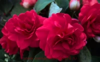 №27 Бальзамин махровый Fiesta Dark Red Rose 