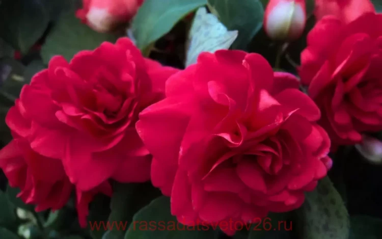 №27 Бальзамин махровый Fiesta Dark Red Rose 