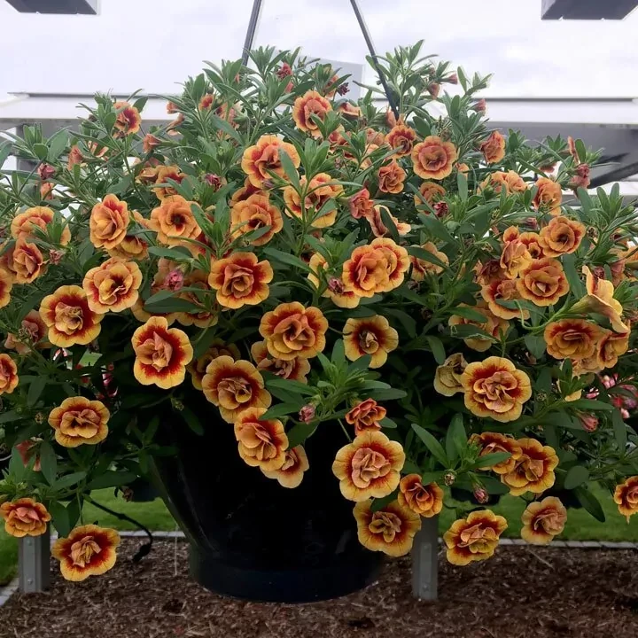 №45 Калибрахоа MF Neo Double Orange Tastic