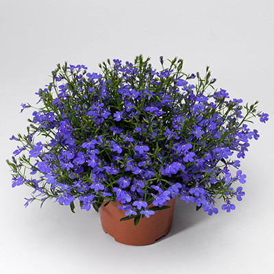 №3 Лобелия Laguna Dark Blue