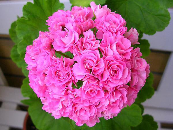 Пеларгония розебудная Swanland Pink / Australien Pink Rosebud 
