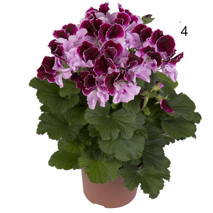 №4 Пеларгония королевская Elegance Purper Majesty