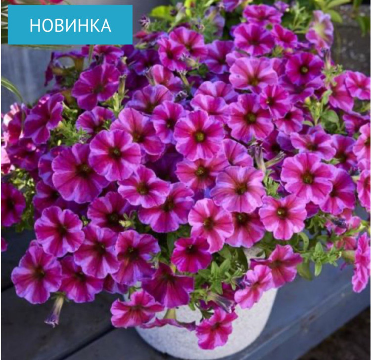 K67 Петхоа Beautical Rose Star