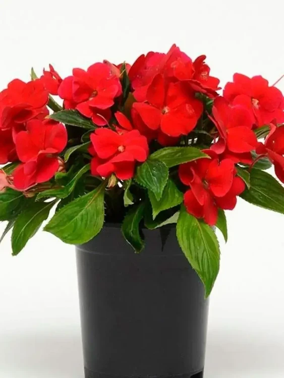 №45 Бальзамин новогвинейский Vigorous Red