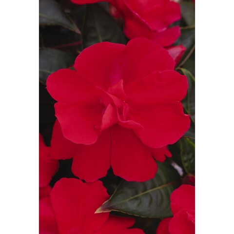 №61 Бальзамин новогвинейский Wild Romance Red