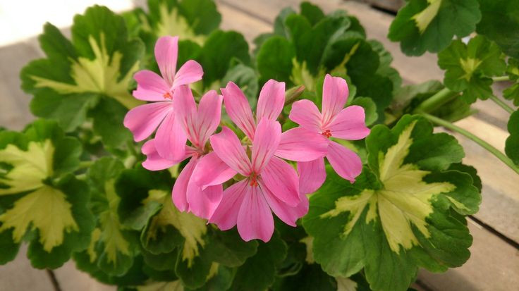 Пеларгония зональная Happythought Pink          