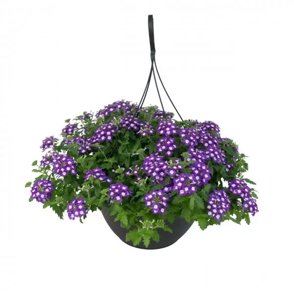 №3 Verbena Empress Sun Purple Charme 