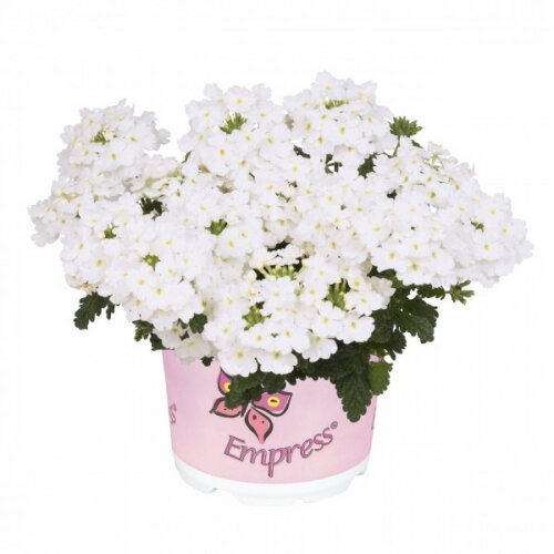 №4  Verbena Empress Flair White 2020 