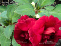 №24 Бальзамин вариегатный Summer Cherry Ice 2