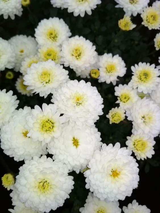 №41 Хризантема мультифлора Branarktis White