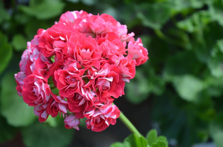 Пеларгония розебудная Pink Rambler