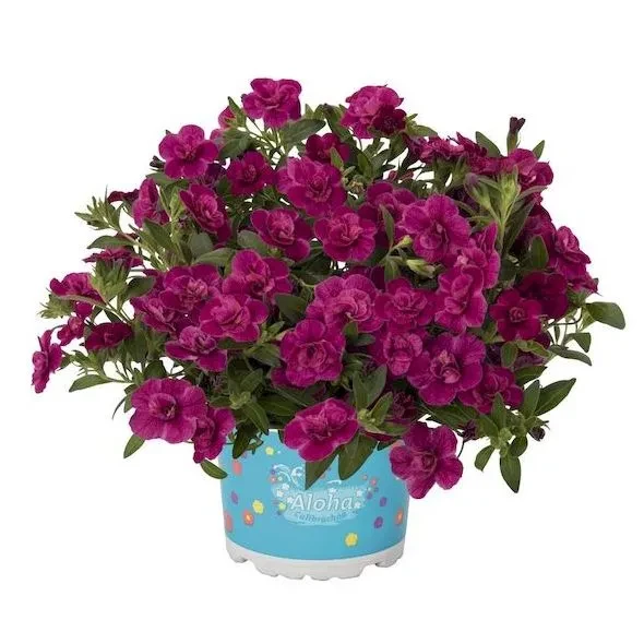 №12 Калибрахоа Alocha Double Purple 
