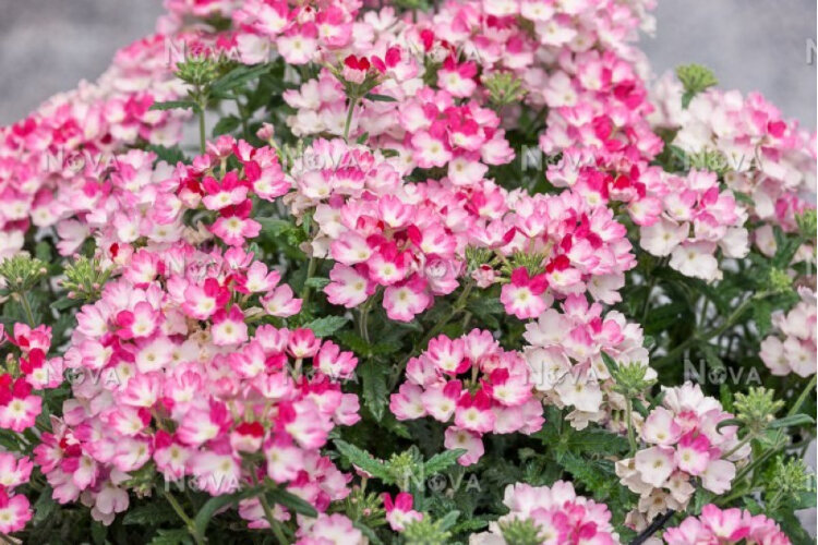 №7 Verbena Wicked Hot Pink 