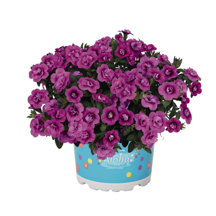 №14 Калибрахоа Alocha Double Dark Pink 