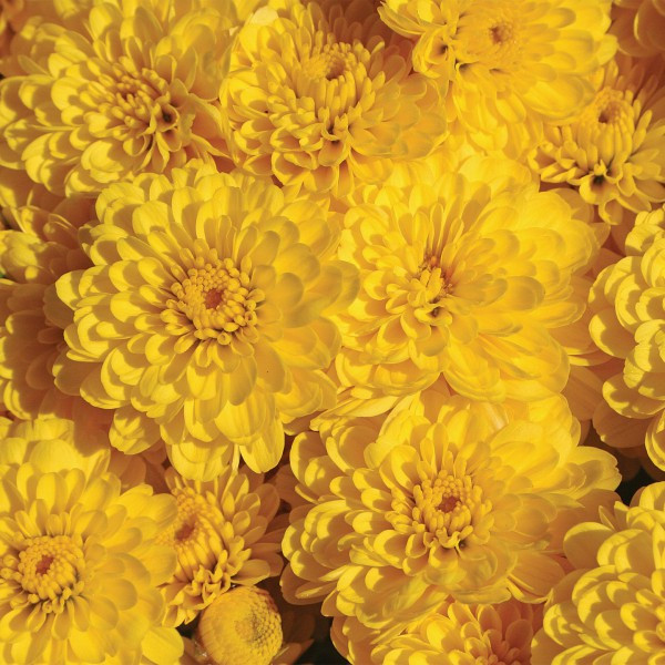 №45 Хризантема мультифлора Gigi Yellow