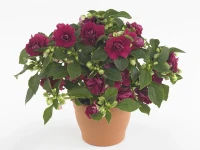 №35 Бальзамин махровый Fiesta Burgundy