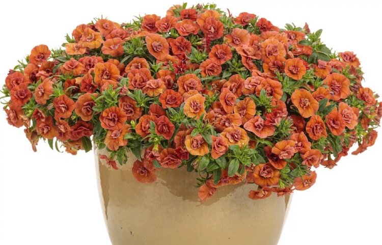 Calibrachoa AlohaDouble Orange