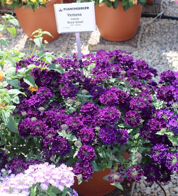 №10 Verbena Lascar Black Velvet 