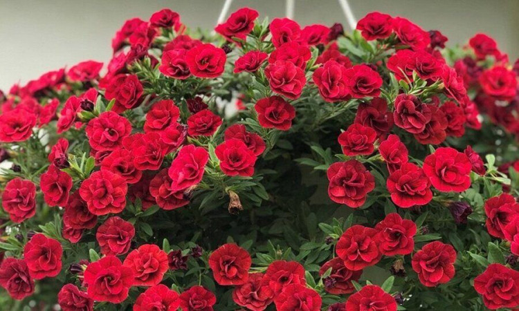 №38 Калибрахоа Calita Double Red