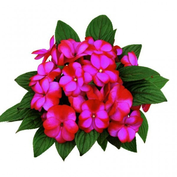 №57 Бальзамин новогвинейский Paradise Fancy