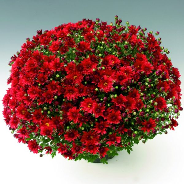 №48 Хризантема мультифлора Branroyal Red