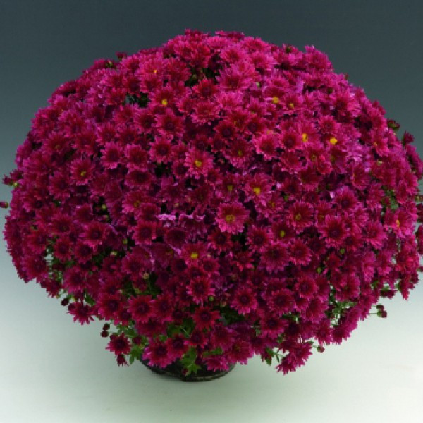 №49 Хризантема мультифлора Branroyal Purple 