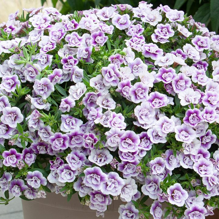 №46 Калибрахоа MF Uno Double PinkTastic