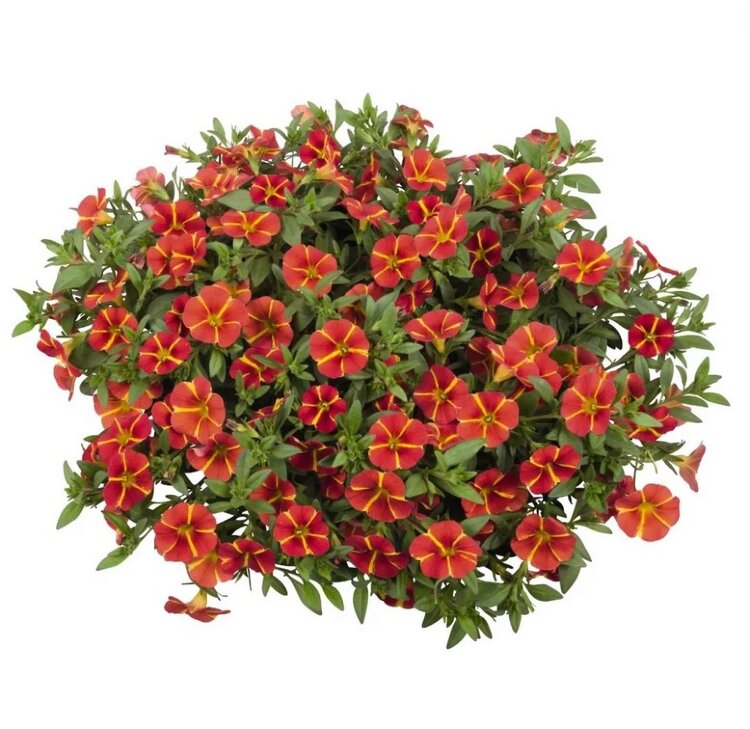 Calibrachoa Aloha Classic Orange Cart Wheel 