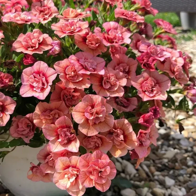 №50 Калибрахоа Calita Double Red Vein