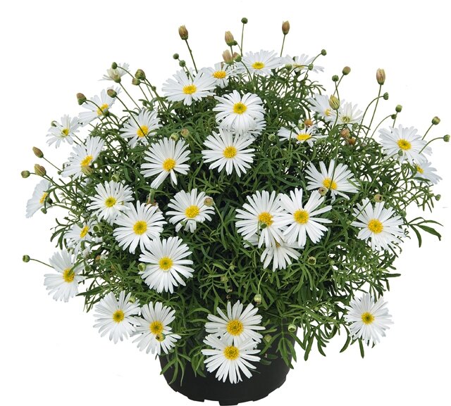 №1 Брахикома Surdaisy White