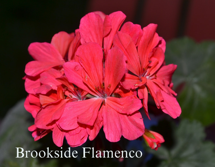 Пеларгония зональная Brookside Flamenco