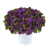 №51 Калибрахоа Colibri Double Deep Purple