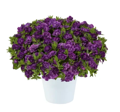 №51 Калибрахоа Colibri Double Deep Purple
