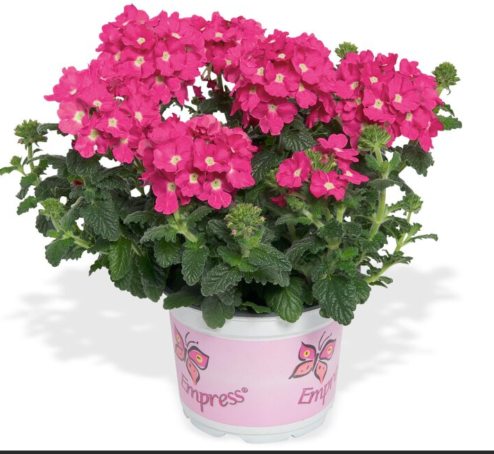 №15 Вербена Empress Flair Pink 