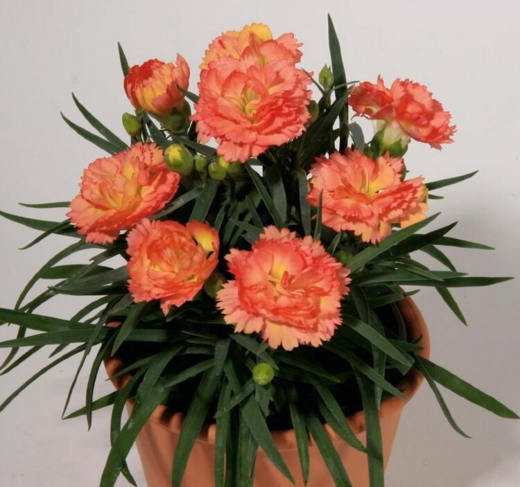 Diantus Super Trouper Sorbet