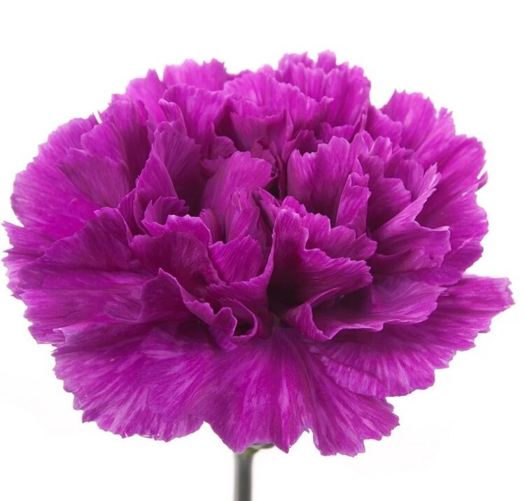 Diantus Arabella Purple 