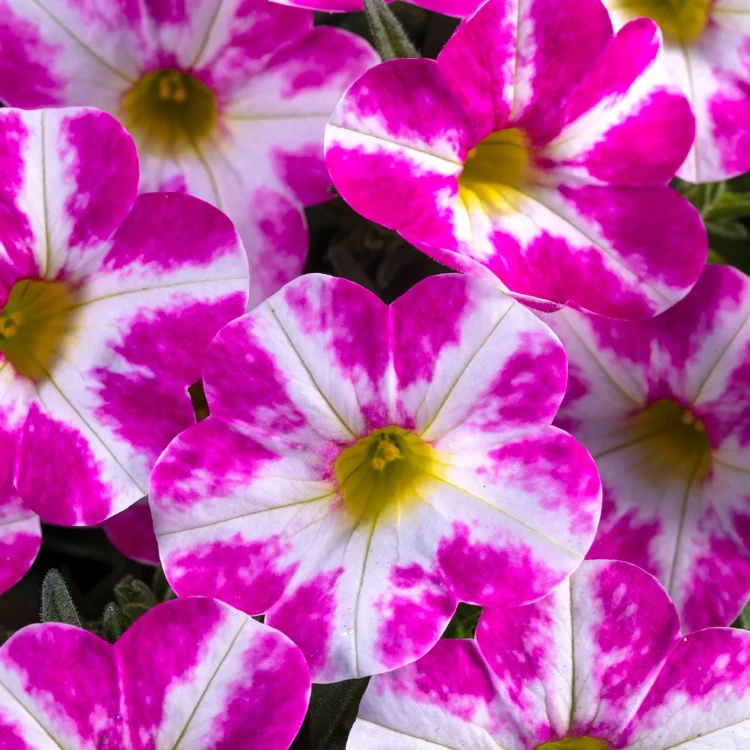 №74 Калибрахоа Chameleon Milky Pink