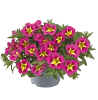 №92 Калибрахоа  Cabaret Early Bumble Bee Hot Pink