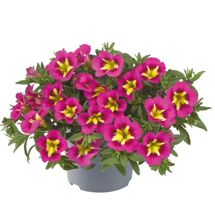 №92 Калибрахоа  Cabaret Early Bumble Bee Hot Pink