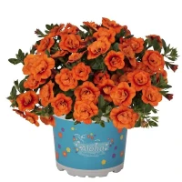 №58 Калибрахоа Alocha Double Orange