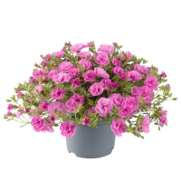№95 Калибрахоа Cabaret Double Pink