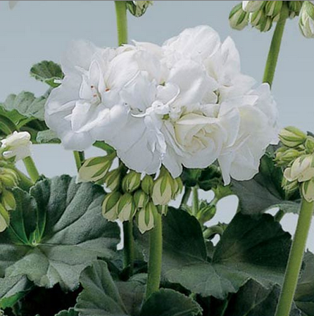 Пеларгония зональная Blanca (укорененный черенок)