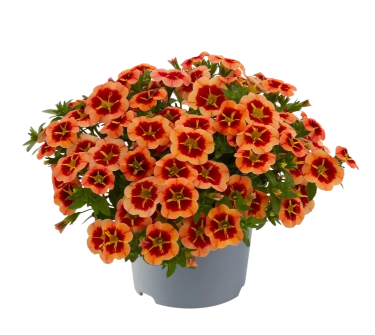 №96 Калибрахоа Cabaret Compact Orange Star