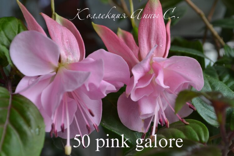 №50 Фуксия Pink Galore