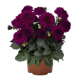№6 Георгина Hypnotica Purple
