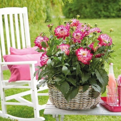 №17 Георгина Labella Maggiore Fun Rose Bicolour