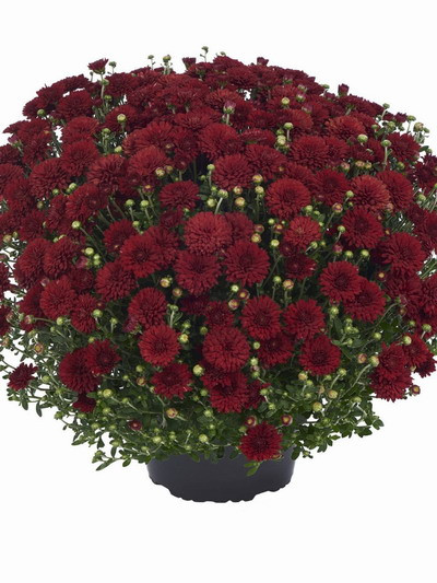 №38 Хризантема мультифлора Harlem Red
