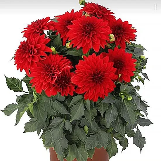 №19 Георгина Hypnotica Red 2022